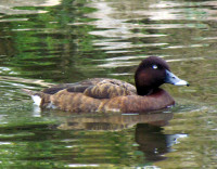 Avon River - Northam